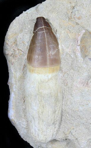 Rooted Mosasaur Tooth In Matrix #31448
